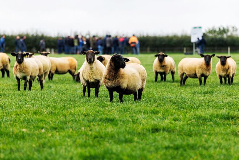Sheep Management: inspection ready, reference numbers and pneumonia