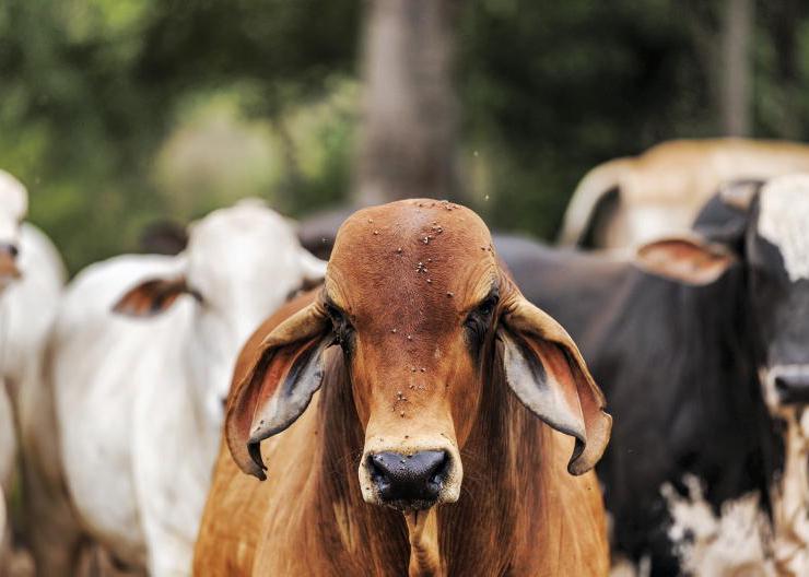 Brazil revelations 'very concerning' - Minister 