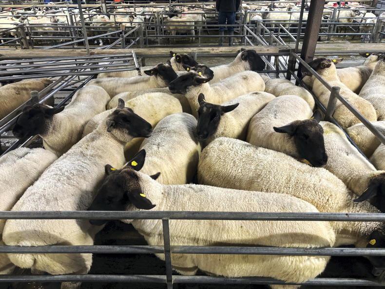 Sheep mart prices: trade remains steady across all types