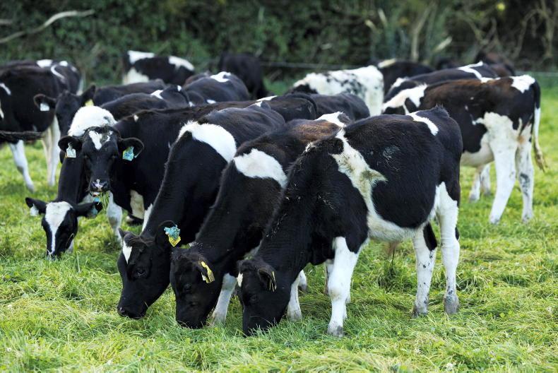 Dairy Beef Weighing Scheme payments commence