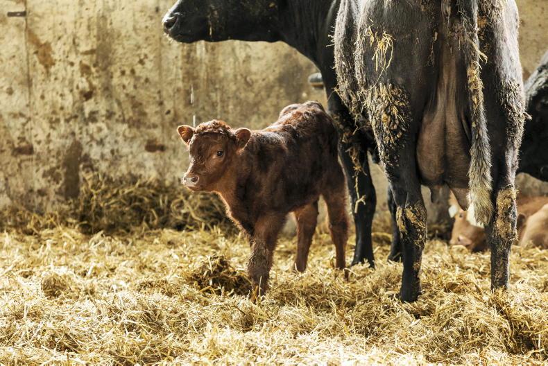 Farmers told not to ignore any suspect abortions