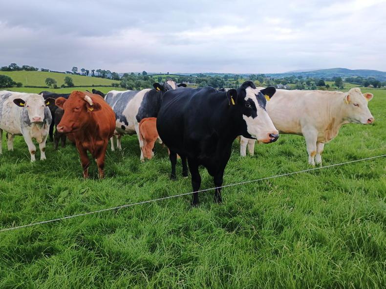 Thousands still to join new suckler scheme