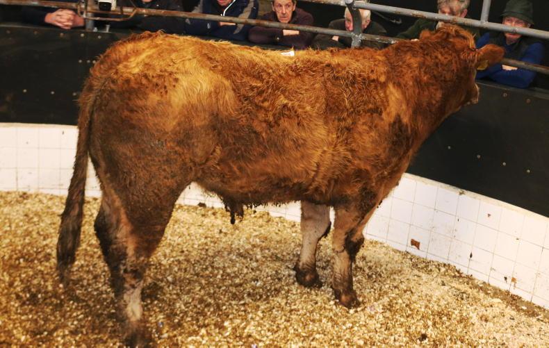 Martbids Database: demand stagnates for prime cattle 
