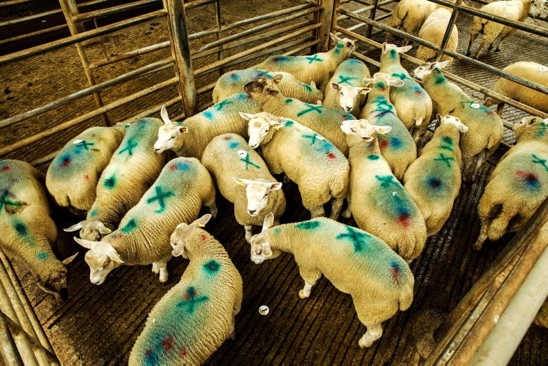 Watch: factory quotes unchanged but lambs break €200 mark in Kilkenny