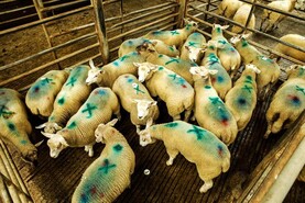 Watch: factory quotes unchanged but lambs break €200 mark in Kilkenny