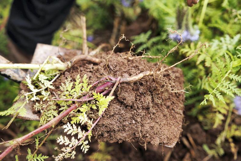 Tillage Podcast: soil, biological solutions and markets