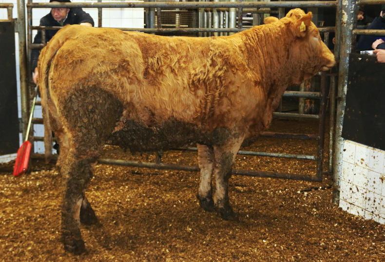 Camera at the Mart: Charolais dominate numbers in Elphin 