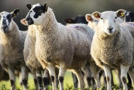 Tullamore Farm: breeding coming to an end in sheep flock