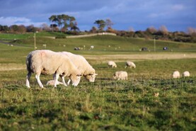 In Pictures: dairy work, winter prep and busy mart action at home and abroad