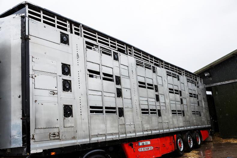 Bluetongue virus – the trade implications for live exports in Northern Ireland