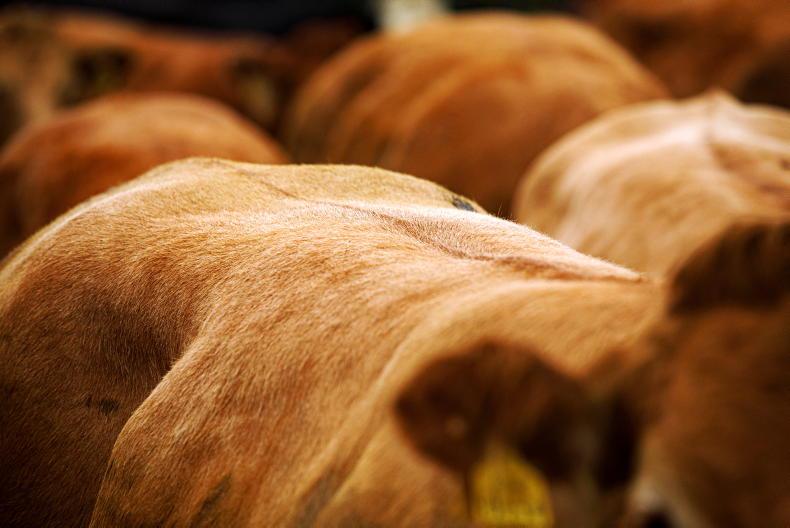 Man fined for illegal movement of cattle across border