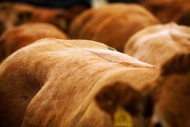 Man fined for illegal movement of cattle across border