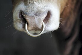 Managing newly purchased bulls 