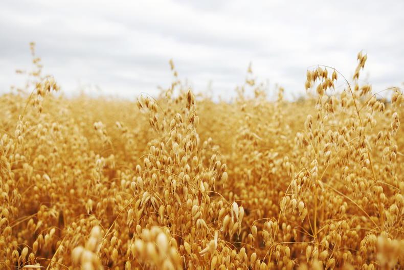 Flahavan’s oats awards head to Cork and Tipperary