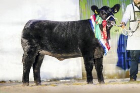 In Pictures: three in a row for Luddenmore at Angus calf show