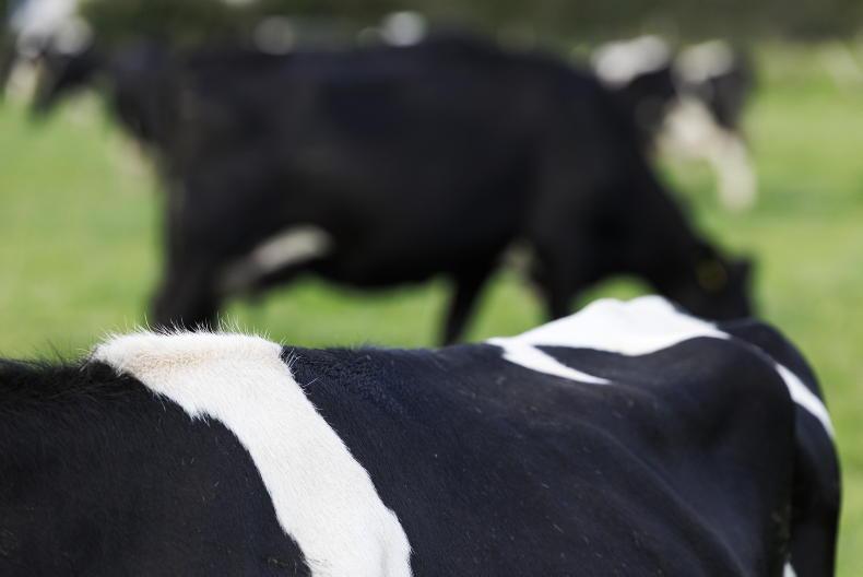 UFU urges bluetongue vigilance among farmers