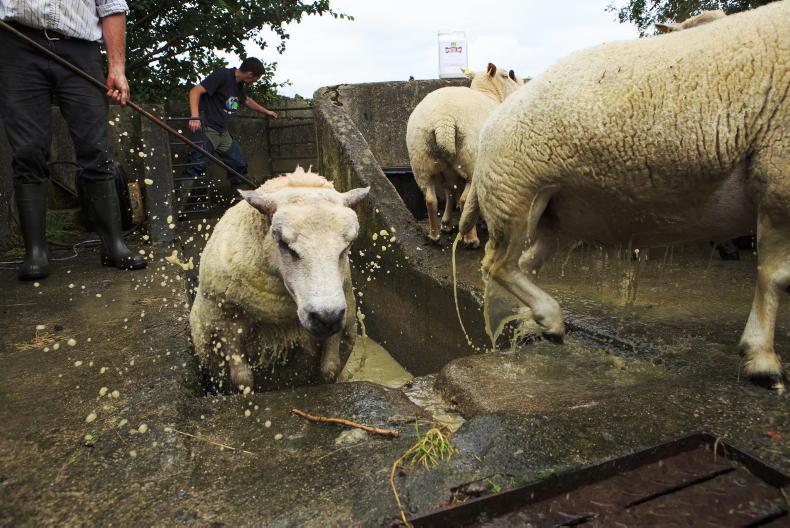 Get on top of sheep scab now, expert advises