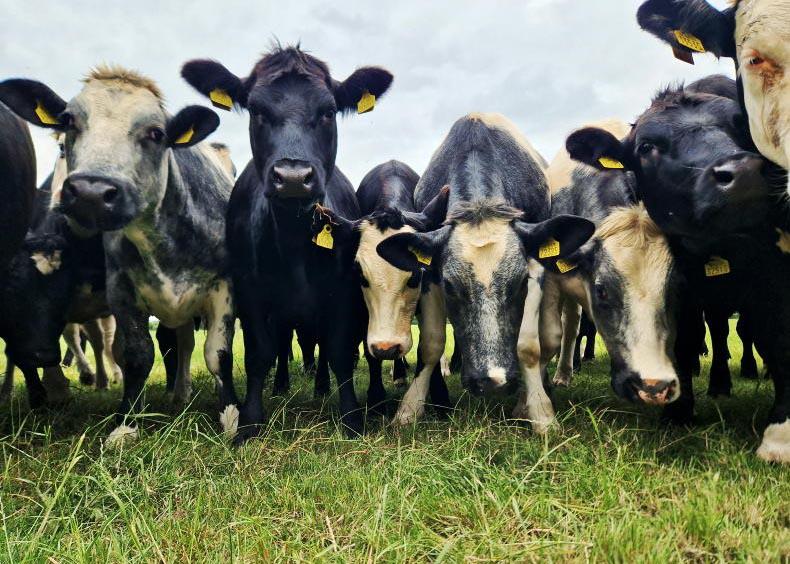 ICBF Beef Quality Awards: dairy farmer finisher