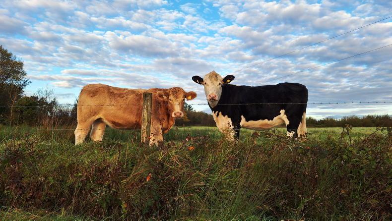 Farm incomes estimated to be up 33% on average this year