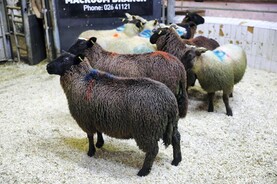 Camera at the Mart: successful first sheep fatstock for Macroom