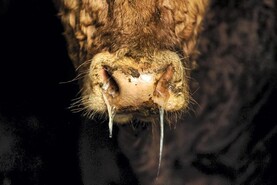 Spike in number of  pneumonia cases in recent months 