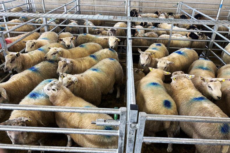 Camera at the Mart: fat lambs to €179/head in Ballina