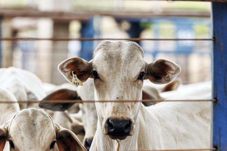 Listen: undercover - Brazilian beef exposed 