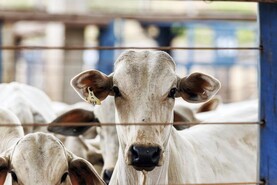 Listen: undercover - Brazilian beef exposed 