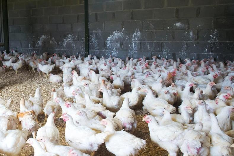 Money Mentor: my broilers are out of the flat-rate, what should I do?