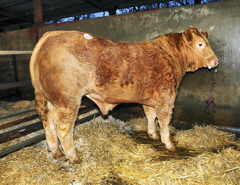 Champion heifer tops Clogher Christmas trade