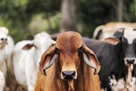 Farm organisations outraged by Brazilian beef hormone recall
