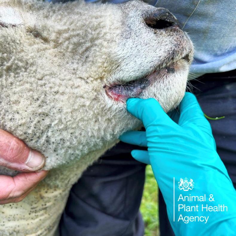 Q&A: what is bluetongue and how exactly does it spread