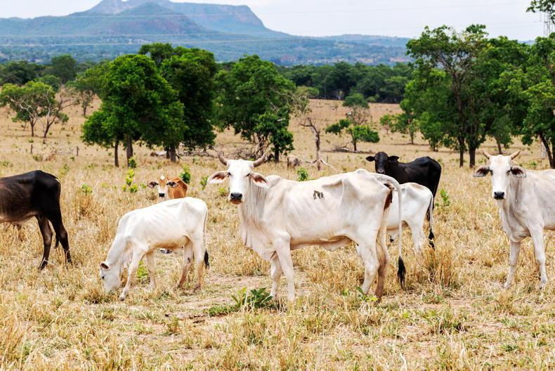 Brazilian beef with banned hormones enters EU foodchain