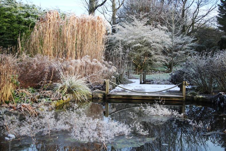 Gardening with Mary: create a garden winter wonderland  