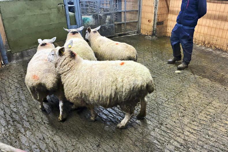 Camera at the Mart: cull ewes a strong trade in Ballymote
