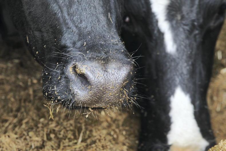 Bluetongue - the clinical signs in cattle and sheep