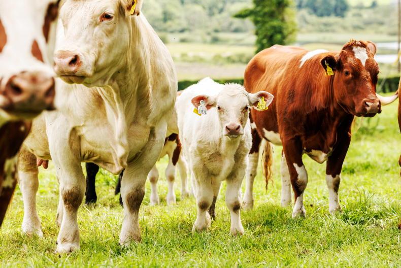 Suckler incomes on track to hit €30,000