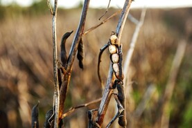 Protein aid payments to hit bank accounts in coming days