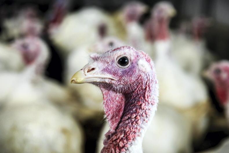 Over 6,000 turkeys culled in Cavan 