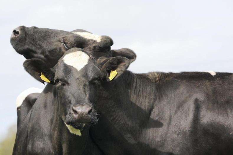 Projections for farm incomes for 2026 are 'concerning' – IFA