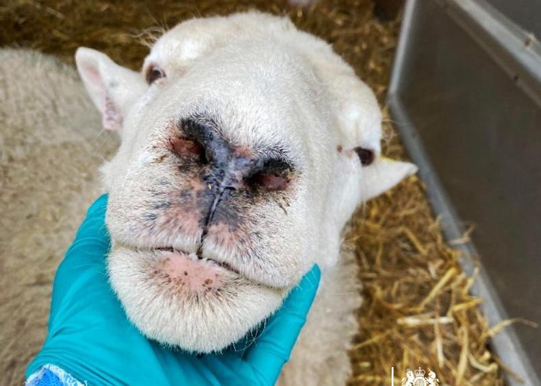 Sheep management: bluetongue virus, ewe condition and clean livestock policy