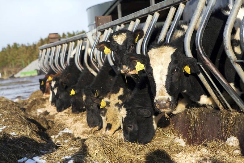 Managing replacement heifers this winter