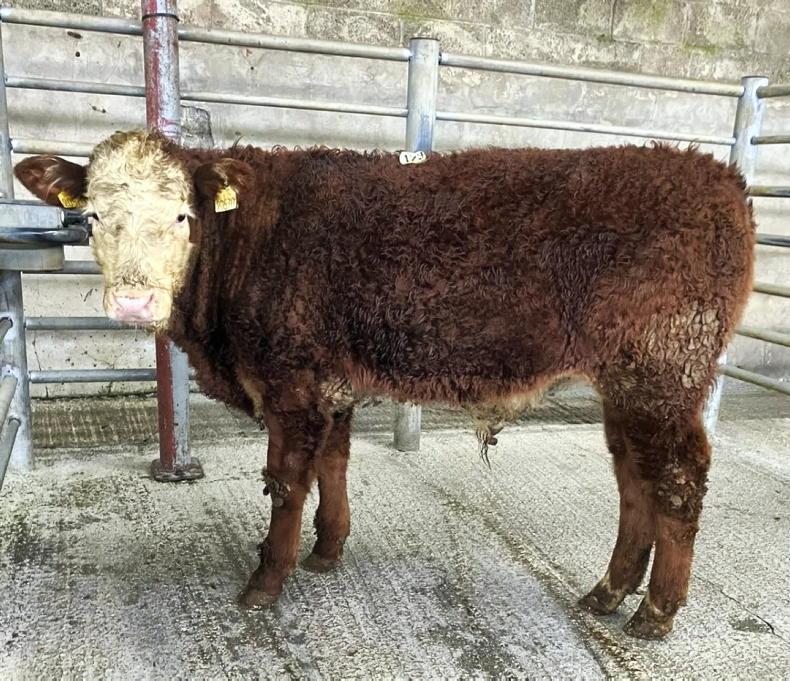 Camera at the Mart: buoyant trade for bulls in Kingscourt