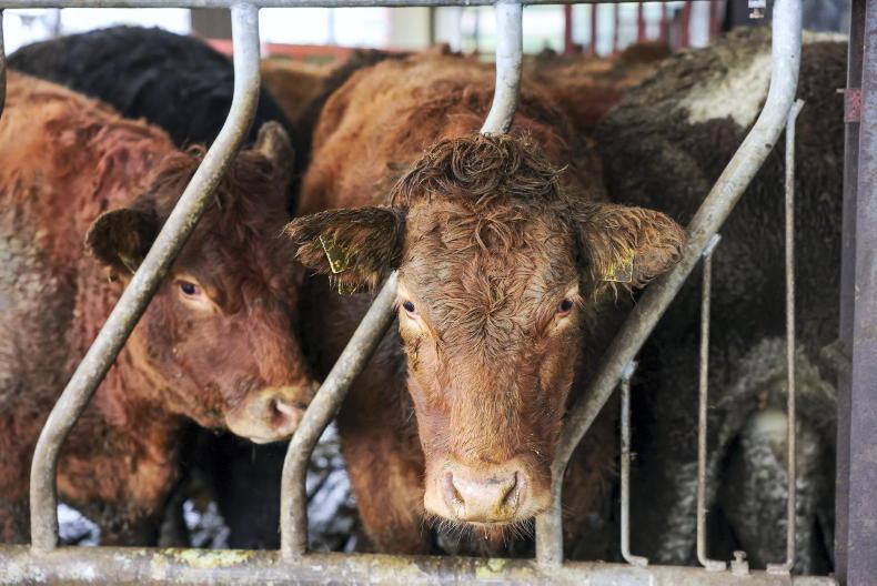Beef Management: condition scoring cows, lice control and withdrawal periods.