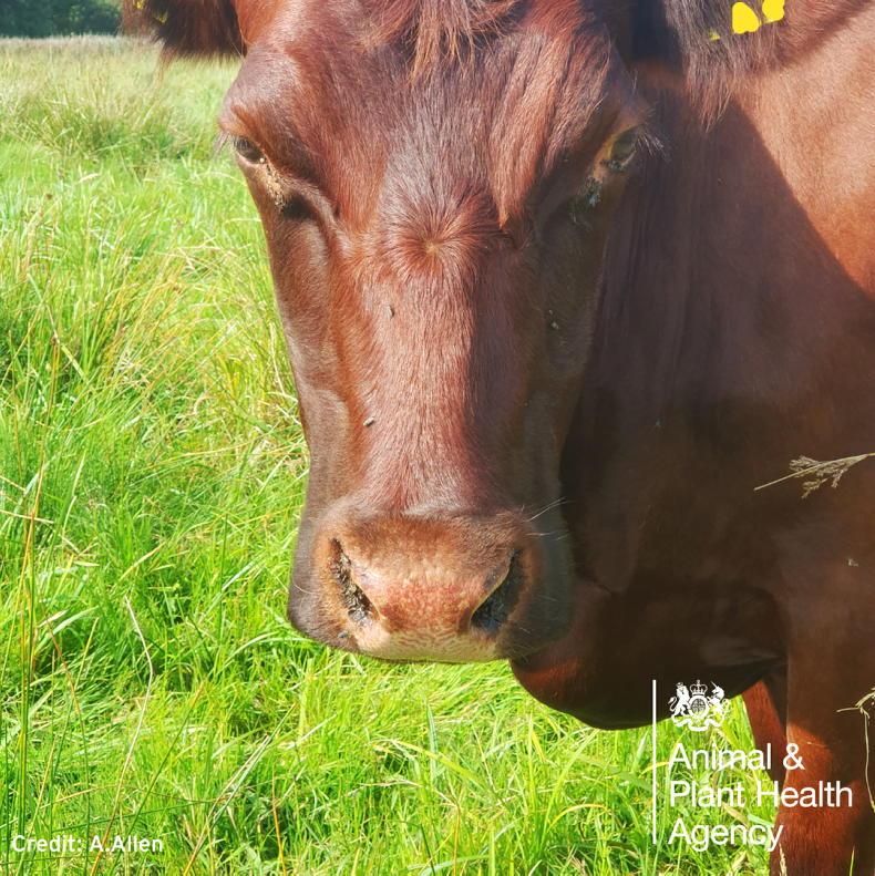 Bluetongue risk looms large   