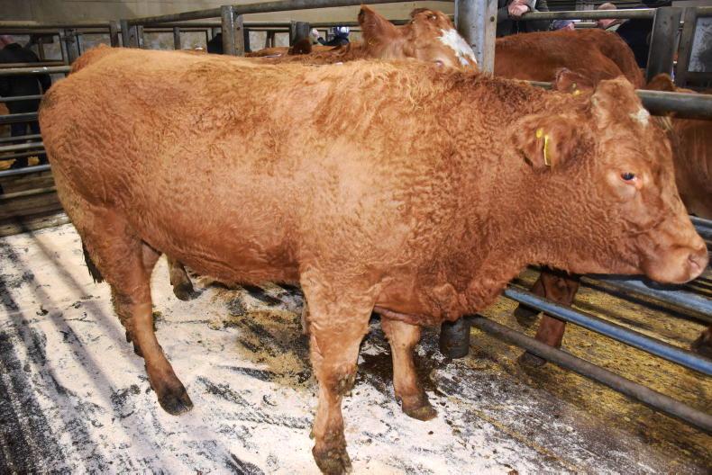 Northern View: factories get base cattle quotes down
