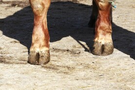 More bluetongue cases suspected on Co Down farm