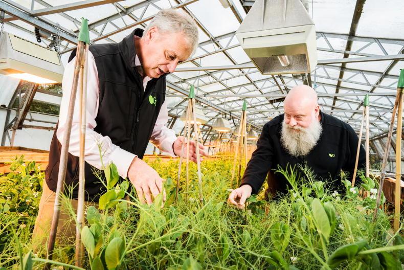 Flavourless peas, better nutrition and fewer allergens on the way