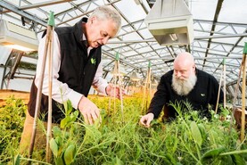 Flavourless peas, better nutrition and fewer allergens on the way