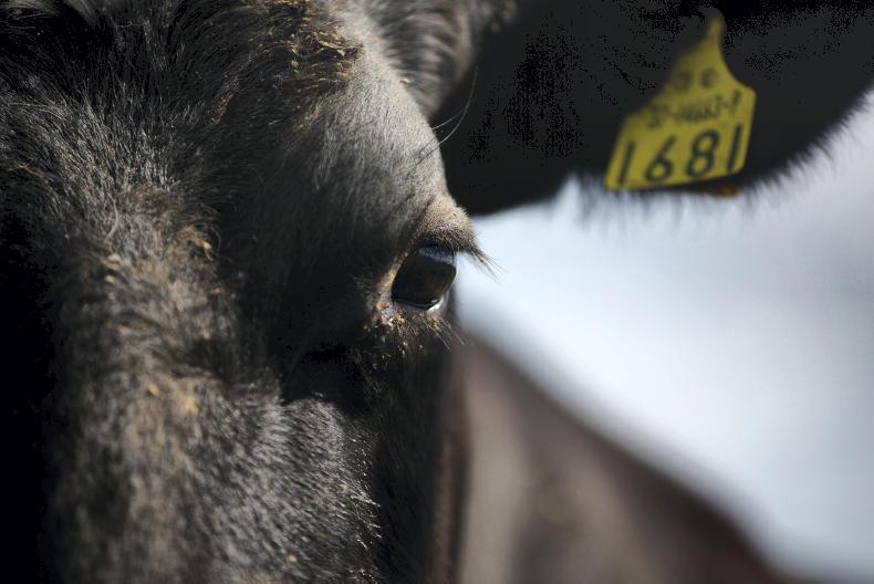 IFA calls for bluetongue vaccines to be licensed as more suspected cases emerge